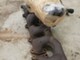 mercedes-benz-w210-