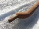 vetokarttu-112cm-sarka-auraan-