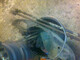 engle-