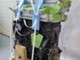 vw-amarok-