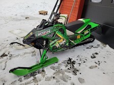 Arctic cat