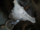 bmw-316-