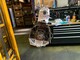 volkswagen-crafter-