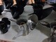 suzuki-honda-yamaha-mercury-tohatsu-