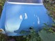 volvo-amazon-