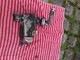 egr-venttiili-audi-a4-30-b7-tdi-