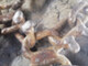 ketjupari-700-265-