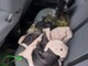 nissan-primera-