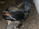 yamaha-jog-