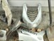 peugeot-speedfight-2-