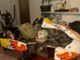 kart-republic-rotax-