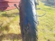 gilera-smt-