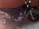 aprilia-sx-