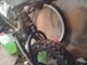ycf-lite-