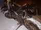 rieju-mrx-