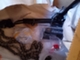 ycf-lite-