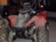comanche-bull-