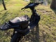 peugeot-xr6-