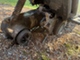peugeot-xr6-