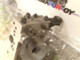 bmw-e39-e38-dsc-boxi-