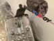 bmw-e39-e38-dsc-boxi-