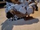 ligier-js50-seka-ixo-